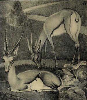 Jan Schonk - Z.t. (Twee gazelles) kopen? Bied vanaf 65!