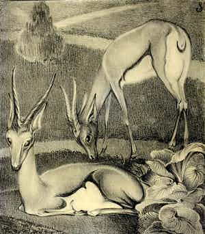 Jan Schonk - Z.t. (Twee gazelles) verkocht voor € 65!