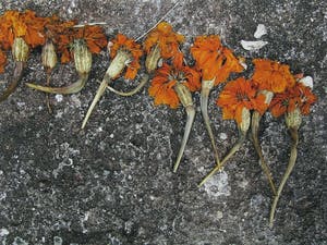 Mark Verdoes - Giclee, Offerrij - Ingelijst kopen? Bied vanaf 1!