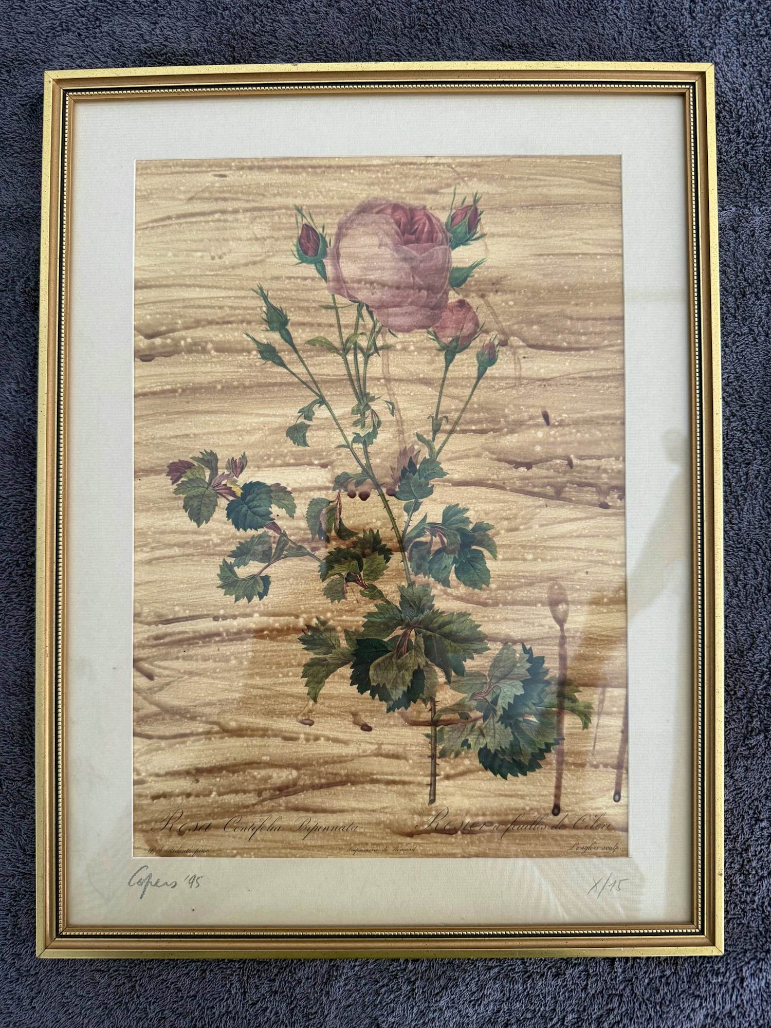 Leo Copers - Rosa kopen? Bied vanaf 50!