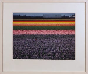 Paul Huf - C-print, Bloemenveld - Ingelijst kopen? Bied vanaf 1!
