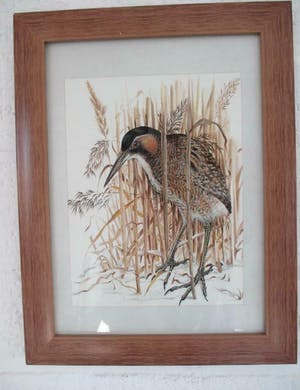 Ari Stolk - Roerdomp in het riet kopen? Bied vanaf 125!