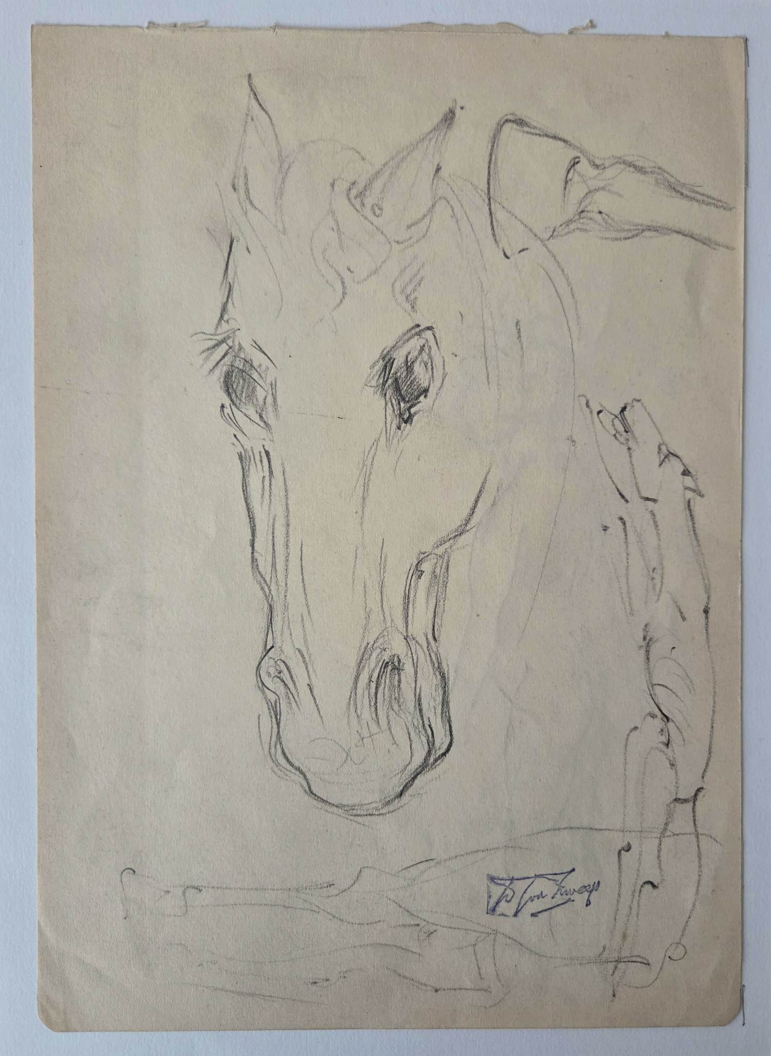 Douwe Jan van der Zweep - Paardenhoofd. Potlood. kopen? Bied vanaf 48!