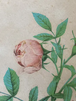 Pierre-Joseph Redoute - Rosa Rafa kopen? Bied vanaf 10!