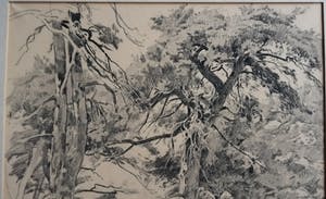 Adrianus Miolee - Duinlandschap met dennen kopen? Bied vanaf 45!