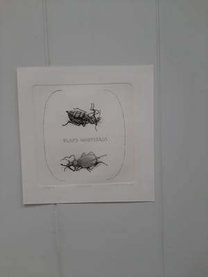 Gerard van Rooy - Keldertor kopen? Bied vanaf 75!