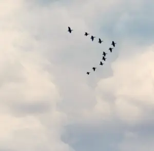 Mr Strange - Hoogtevrees kopen? Bied vanaf 80!