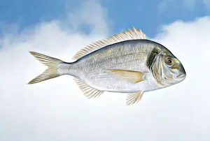 Mr. Strange - A Contre-courant! kopen? Bied vanaf 100!