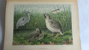 Antiquarisch Boek - Het Vogeljaar - Nederlandsche Vogels in hun leven geschetst 1904 kopen? Bied vanaf 1!