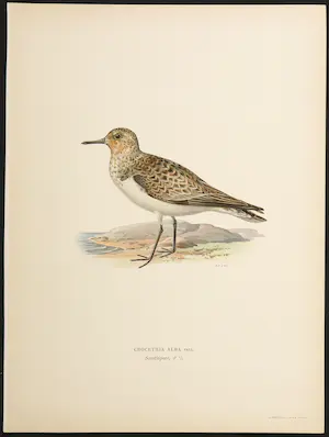 Wilhelm von Wright - Litho, Crocethia Alba, uit Svenska foglar (...) kopen? Bied vanaf 1!