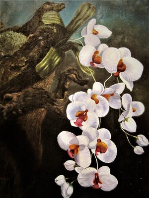 Cor Jacobi - in 1959 Magisch Realistisch geschilderd "Witytte Orchidee aan tak" gesigneerd kopen? Bied vanaf 64!