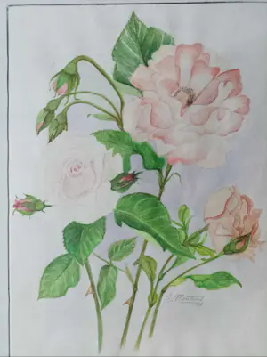 Niet of onleesbaar gesigneerd - Rozen kopen? Bied vanaf 1!