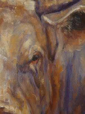 Mieke Robben - Stier kopen? Bied vanaf 40!