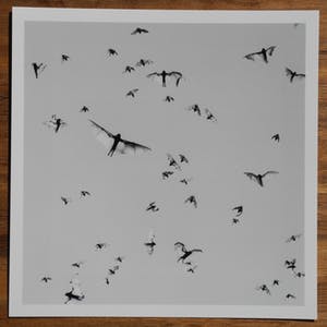 Trent Parke - Flying Foxes. Mataranka, Australia. 2004. From the project Minutes To Midnight kopen? Bied vanaf 300!