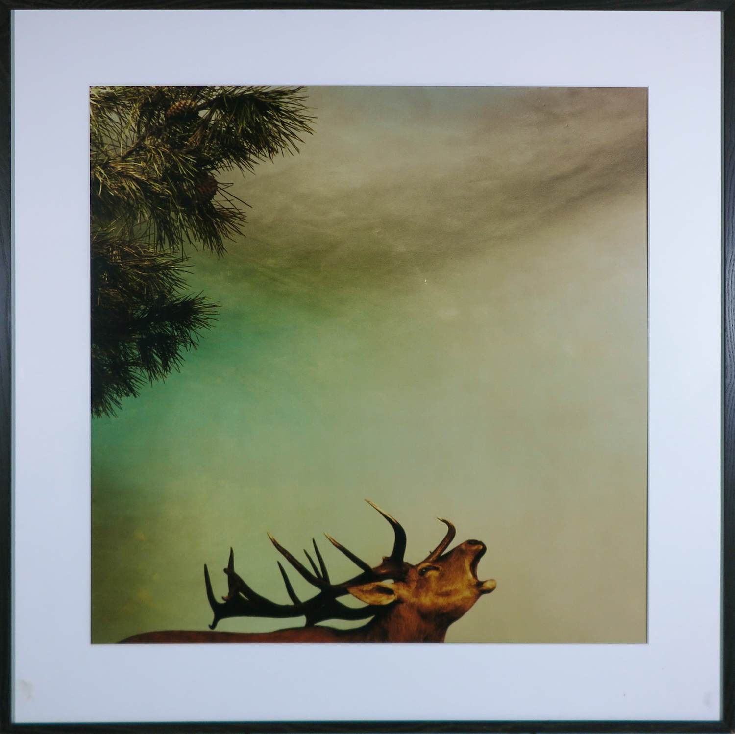 Paul den Hollander - Fotografie, Z.T- Ingelijst verkocht voor € 60!