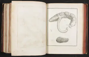 Georges-Louis Leclerc de Buffon - en Jacques de Seve - 14 delen van Histoire naturelle avec la description kopen? Bied vanaf 200!