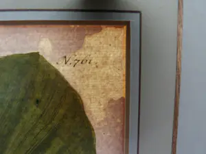 Johann Weinmann - Phytanthoza iconographia, Regensberg kaufen? Bieten Sie von 150!