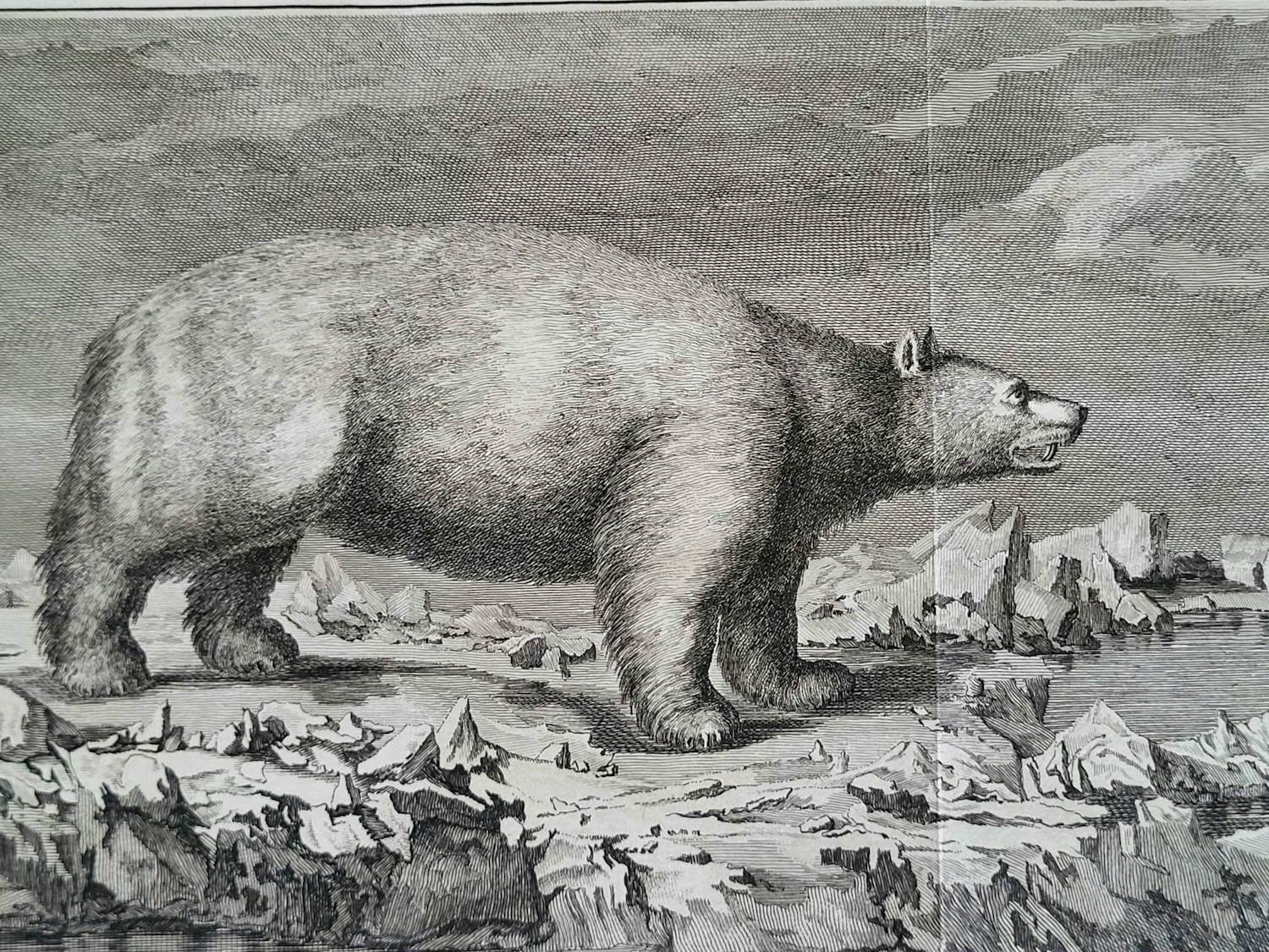 John Webber - "IJsbeer". kopen? Bied vanaf 45!