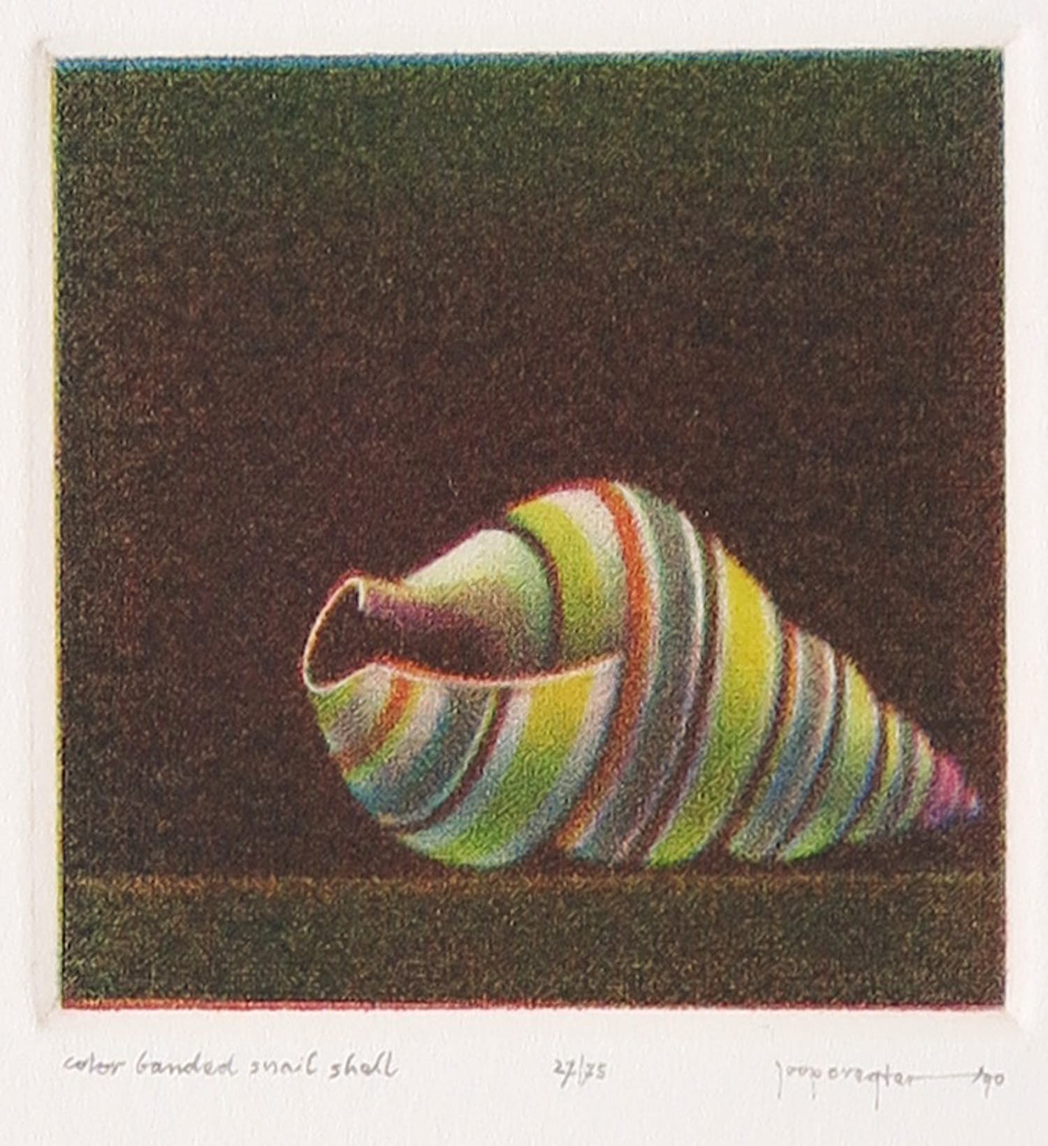 Joop Vegter - Mezzotint, Color banded snail shell kopen? Bied vanaf 50!