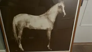 Joe Andoe - Horse kopen? Bied vanaf 400!