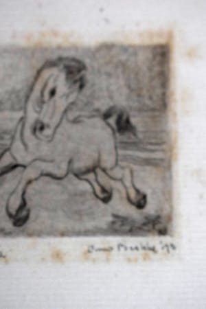 Enno Brokke - Veulen in de wei kopen? Bied vanaf 50!