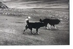 Koen Blanckaert - Fotografie op papier, Mongolia 4 - Ingelijst kopen? Bied vanaf 60!