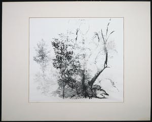 Jaap Kruijff - Litho, Jonge kastanjeboom kopen? Bied vanaf 1!