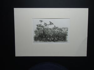 Willem Minderman - WILDE PLANTEN kopen? Bied vanaf 50!