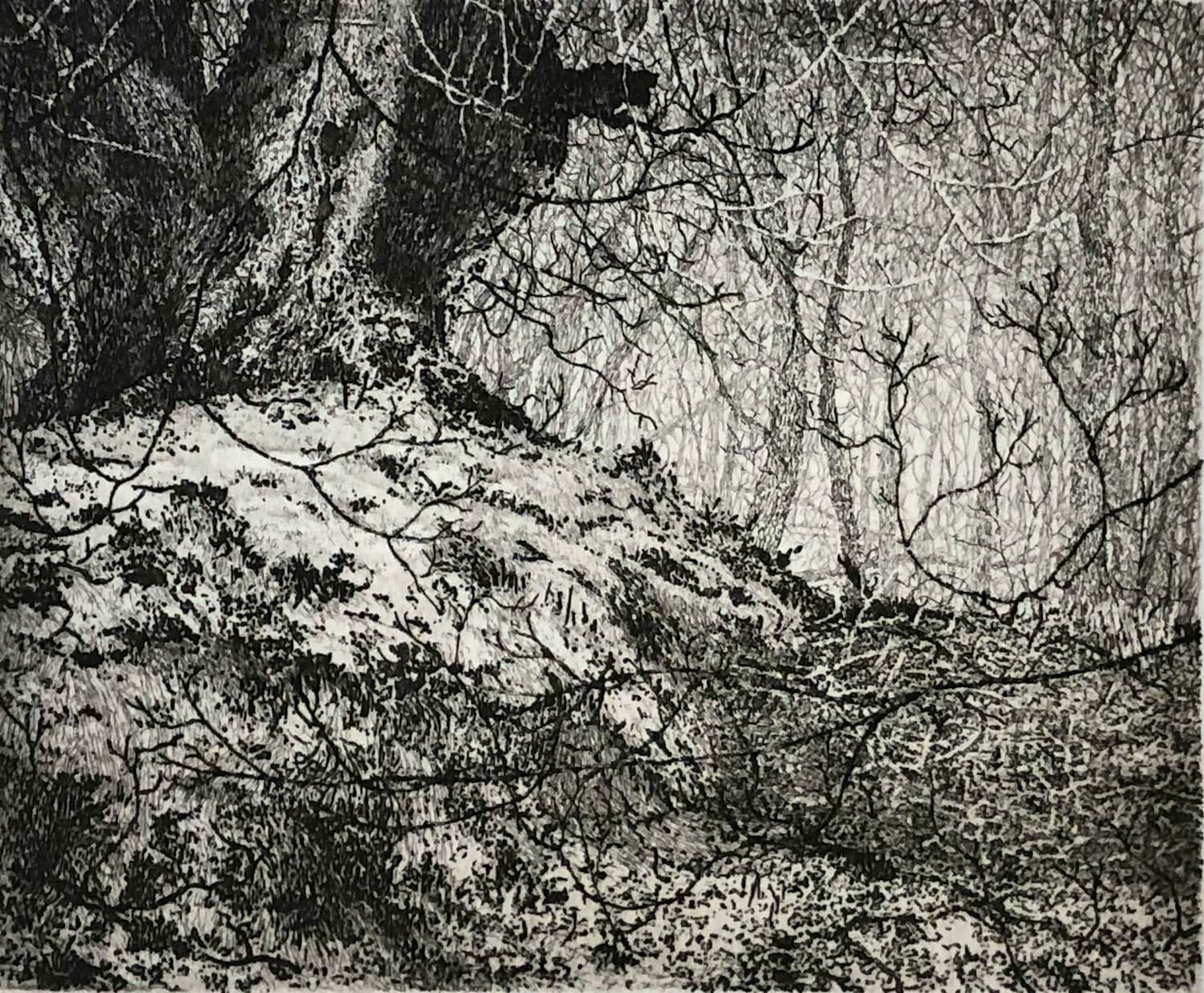 Reinder Homan - Wilgenbos kopen? Bied vanaf 50!