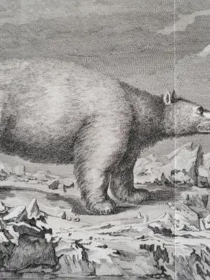 John Webber - "IJsbeer". kopen? Bied vanaf 45!