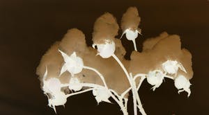 Niko Redeker - Rozenbottels in de winter kopen? Bied vanaf 35!