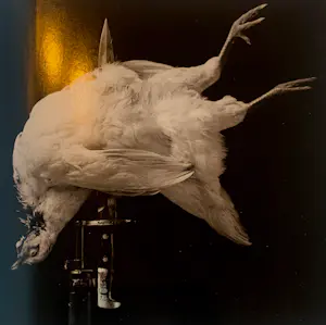 Erwin Olaf - Gesigneerd boek: I AM - 2019 kopen? Bied vanaf 250!