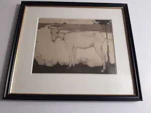 Jan Mankes - Originele Heliogravure Geit bij het Meer 1923 kopen? Bied vanaf 120!