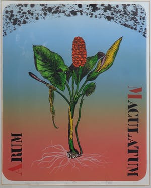 Niet of onleesbaar gesigneerd - Litho. Zonder titel - Ingelijst kopen? Bied vanaf 10!