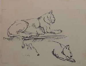 Wim Motz - 4 tekeningen van leeuwen/leeuwinnen kopen? Bied vanaf 50!
