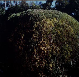 Margriet Smulders - ingelijste foto: Sevilla, Jardines de las Reales Alcasares - 1993/1994 kopen? Bied vanaf 145!