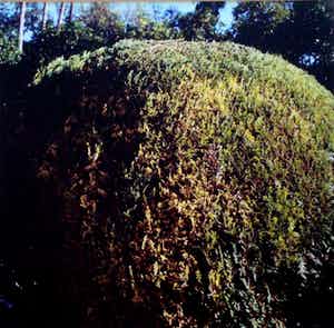 Margriet Smulders - ingelijste foto: Sevilla, Jardines de las Reales Alcasares - 1993/1994 verkocht voor € 145!