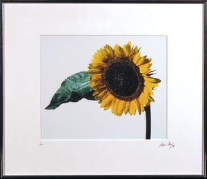 Paul Huf - Foto, Zonnebloem - Ingelijst kopen? Bied vanaf 1!