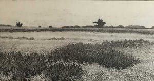 Paulien Wittenrood - C1248-8 - Heide in de zomer kopen? Bied vanaf 10!