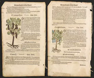 Adam Lonitzer - Handgekleurde houtsnede, Twee pagina's uit het Kräuterbuch kopen? Bied vanaf 1!