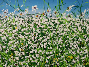 Giovanni Daurea - Floreale kopen? Bied vanaf 320!