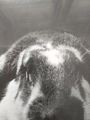 Aart Klein - & Henk Jonker - Konijn. kopen? Bied vanaf 20!