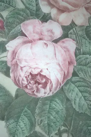 Pierre-Joseph Redoute - litho Rozen kopen? Bied vanaf 35!