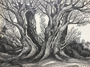 Niet of onleesbaar gesigneerd - Knotwilgen kopen? Bied vanaf 1!