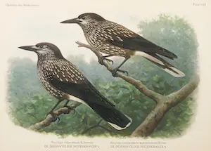 Eduard Daniël van Oort - Chromolitho, Lot van vier voorstellingen uit 'De Vogels van Nederland' kopen? Bied vanaf 1!