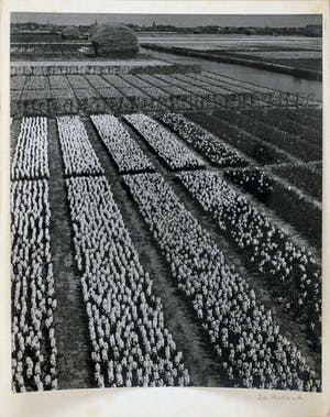 Cas Oorthuys - Tuinderij Zuid Holland - originele foto op bariet-fotopapier - 21475 kopen? Bied vanaf 60!