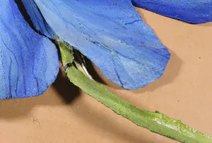 Arja van den Berg - Wandinstallatie in olieverf op zink, Vrouw met blauwe papaver kopen? Bied vanaf 1!