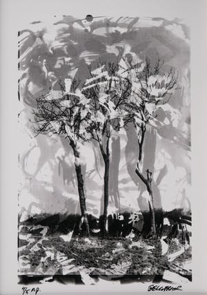 Niet of onleesbaar gesigneerd - Bomen kopen? Bied vanaf 10!