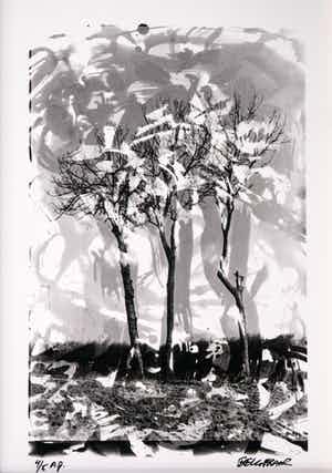 Niet of onleesbaar gesigneerd - Bomen verkocht voor € 10!