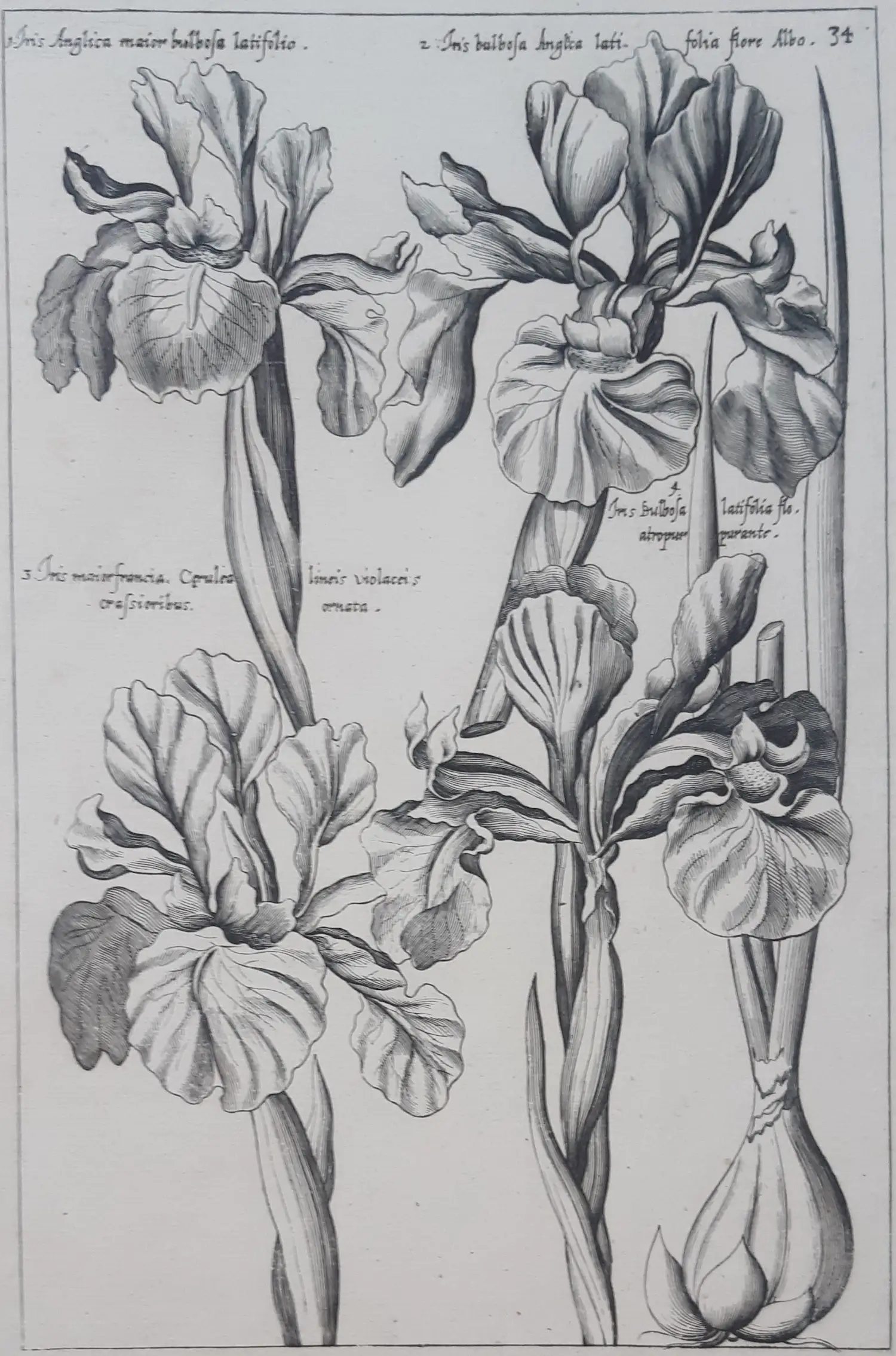 Emannuel Sweert (1552-1612)